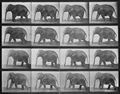 Muybridge, Eadweard: Gehender Elefant (0.63 Sekunden im Durchschnitt)
