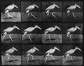 Muybridge, Eadweard: Indischer Marabu, geht