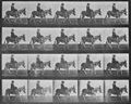 Muybridge, Eadweard: Zoospaziergang, mit Reiter (0.36 Sekunden)