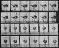 Muybridge, Eadweard: Gehender Strau� (0.91 Sekunden)