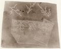 William Henry Fox Talbot: Moos und Spitze