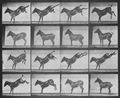 Muybridge, Eadweard: a.) Ruth ausschlagend (0.26 Sekunden) b.) Ruth ausschlagend (0.65 Sekunden)