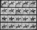 Muybridge, Eadweard: Daisy �berspringt eine H�rde