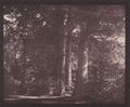 Talbot, William Henry Fox: Buchen in Lacock