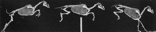Muybridge, Eadweard: Einige Phasen im Sprung eines Pferdes