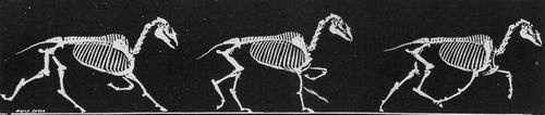 Muybridge, Eadweard: Einige Phasen im schnellen Trott eines Pferdes