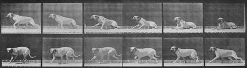 Muybridge, Eadweard: Smith beginnt direkt zu trotten (0.95 Sekunden)