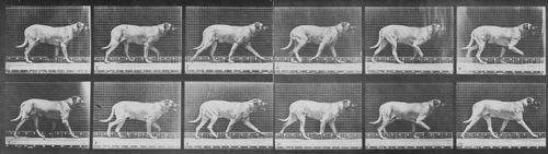 Muybridge, Eadweard: Smith geht, wechselt zu Trott (1.10 Sekunden)