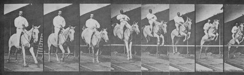 Muybridge, Eadweard: Pandora �berspringt eine H�rde (1.49 Sekunden)
