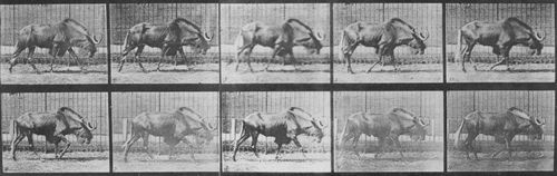 Muybridge, Eadweard: Gehender Gnu