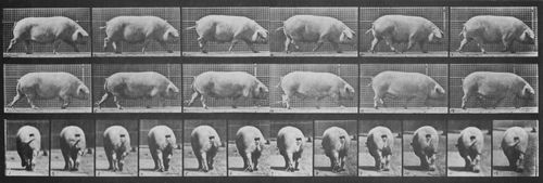 Muybridge, Eadweard: Gehende Sau (0.67 Sekunden)