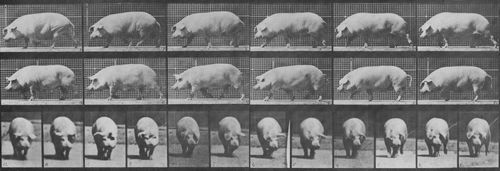 Muybridge, Eadweard: Gehende Sau (0.77 Sekunden)
