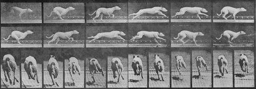Muybridge, Eadweard: Galoppierende Maggie, wendet (0.49 Sekunden)