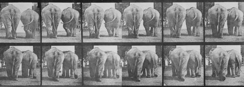 Muybridge, Eadweard: Gehender Elefant (0.86 Sekunden)