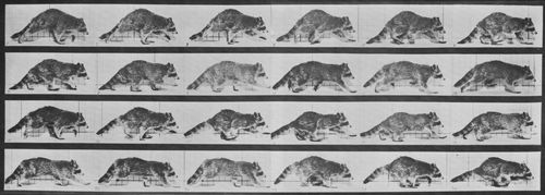 Muybridge, Eadweard: Gehender Waschb�r, wechselt zum Galopp (0.32 Sekunden)