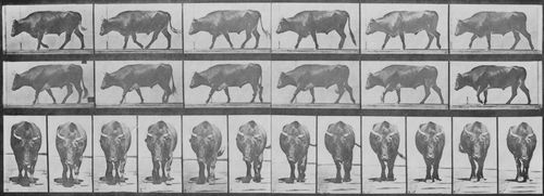 Muybridge, Eadweard: Gehender Ochse (1.23 Sekunden)