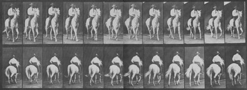 Muybridge, Eadweard: Elberon mit Reiter (0.46 Sekunden)