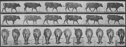 Muybridge, Eadweard: Gehender Ochse (1.15 Sekunden)