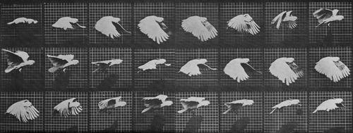 Muybridge, Eadweard: Fliegender Kakadu (0.17 Sekunden)