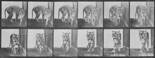 Muybridge, Eadweard: Sich umdrehende Tigerin (1.19 Sekunden)