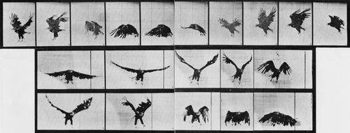 Muybridge, Eadweard: Fliegender Adler (0.40 Sekunden)