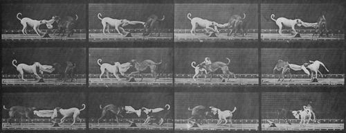 Muybridge, Eadweard: Ike und Maggie zerren an einem Tuch