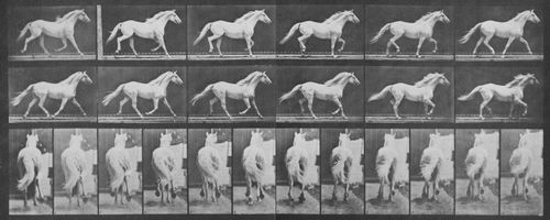 Muybridge, Eadweard: Eagle, trottet frei (0.45 Sekunden)