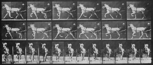 Muybridge, Eadweard: Katydid mit Sulky (0.70 Sekunden)