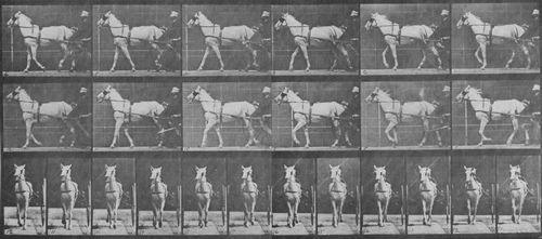Muybridge, Eadweard: Katydid mit Sulky (0.70 Sekunden)