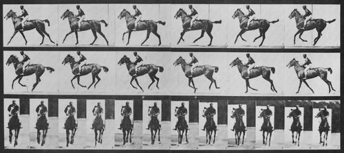 Muybridge, Eadweard: Annie G. mit Jockey (0.56 Sekunden)