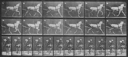 Muybridge, Eadweard: Katydid mit Sulky (0.52 Sekunden)