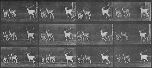 Muybridge, Eadweard: Galoppierender Bock und Dammhirschk�he (0.71 Sekunden)