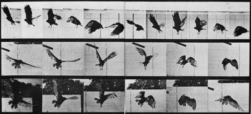 Muybridge, Eadweard: Fliegender Geier (0.40 Sekunden)