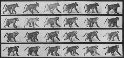 Muybridge, Eadweard: Pavian geht auf allen Vieren (0.42 Sekunden)
