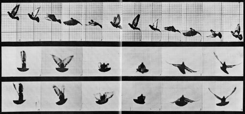 Muybridge, Eadweard: Fliegende Taube (0.19 Sekunden)