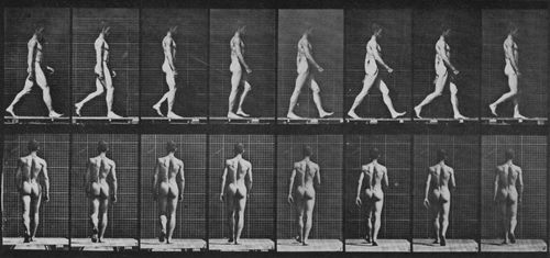 Muybridge, Eadweard: Gehender Mann, den Arm schwingend