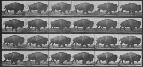 Muybridge, Eadweard: Gehendes Bison (0.65 Sekunden)