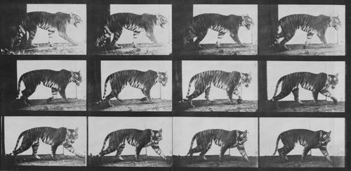Muybridge, Eadweard: Gehende Tigerin (0.75 Sekunden)