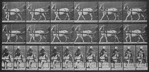 Muybridge, Eadweard: Gehende Ziege, zieht Sulky (0.51 Sekunden)