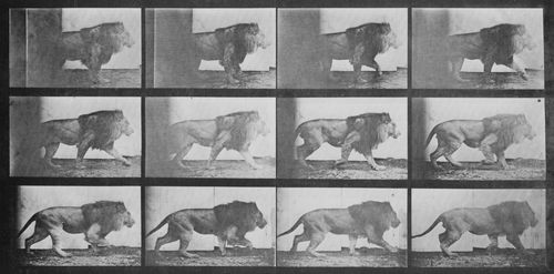 Muybridge, Eadweard: Gehender L�we (0.75 Sekunden)