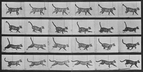 Muybridge, Eadweard: Gehende Katze, wechselt zum Galopp (0.31 Sekunden)