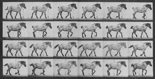 Muybridge, Eadweard: Hansel, trottend (0.42 Sekunden)