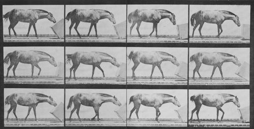 Muybridge, Eadweard: Lotta rollt eine Schachtel