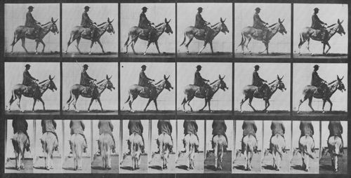 Muybridge, Eadweard: Zoospaziergang, mit Reiter (0.82 Sekunden)