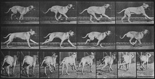 Muybridge, Eadweard: Dread, wendet im Galopp