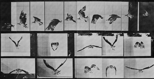 Muybridge, Eadweard: Fliegender Falke (0.58 Sekunden)