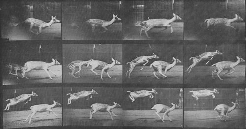 Muybridge, Eadweard: Springende Dammhirschkuh und Kitz