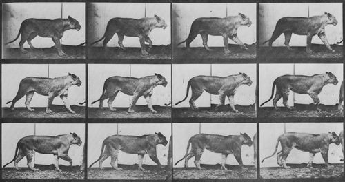 Muybridge, Eadweard: Gehende L�win (1.25 Sekunden)