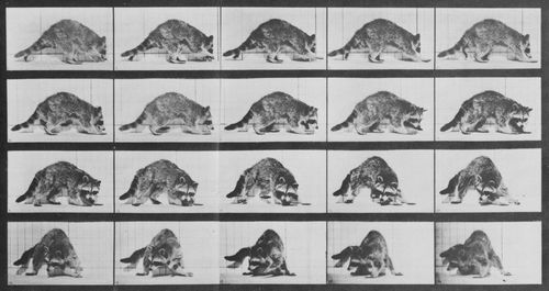 Muybridge, Eadweard: Sich umdrehender Waschb�r (0.32 Sekunden)