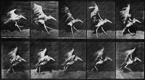 Muybridge, Eadweard: Indischer Marabu im Anlauf